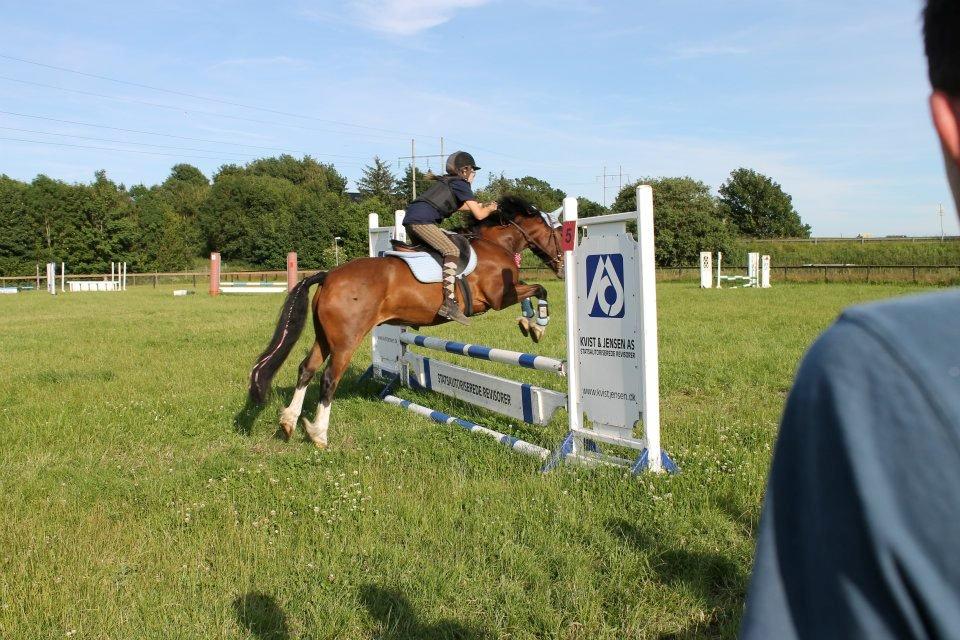 Welsh Cob (sec D) Rytterbjergets Nico - Nico der springer 70 til voltespringnig på Klintholm billede 2