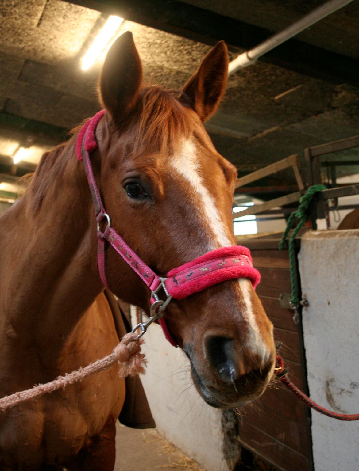 Dansk Varmblod Askemosens Marsia - 5. billede 5