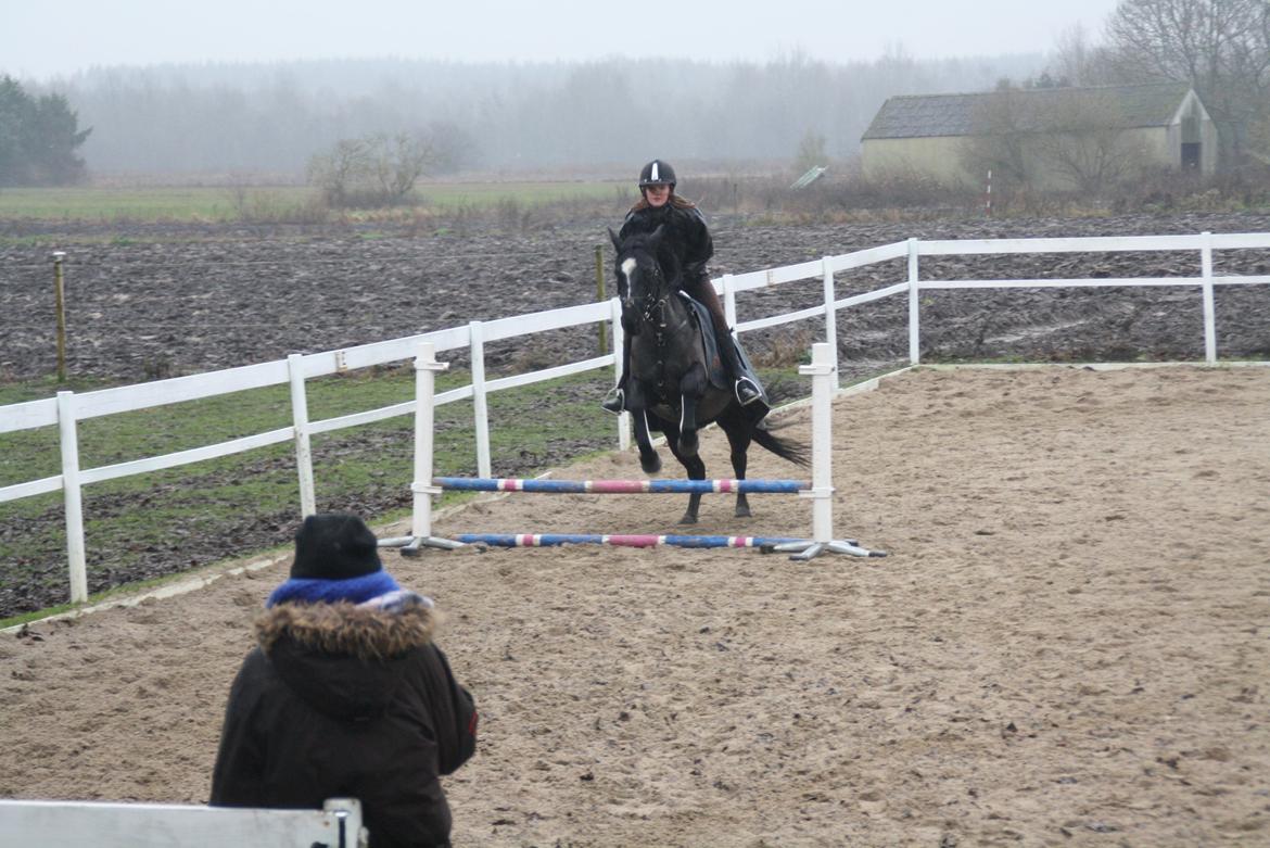 Svensk Sportspony  Blackie Brown :) - dejligt endlig at springe på ham han var så skøn <33 foto (far) billede 4