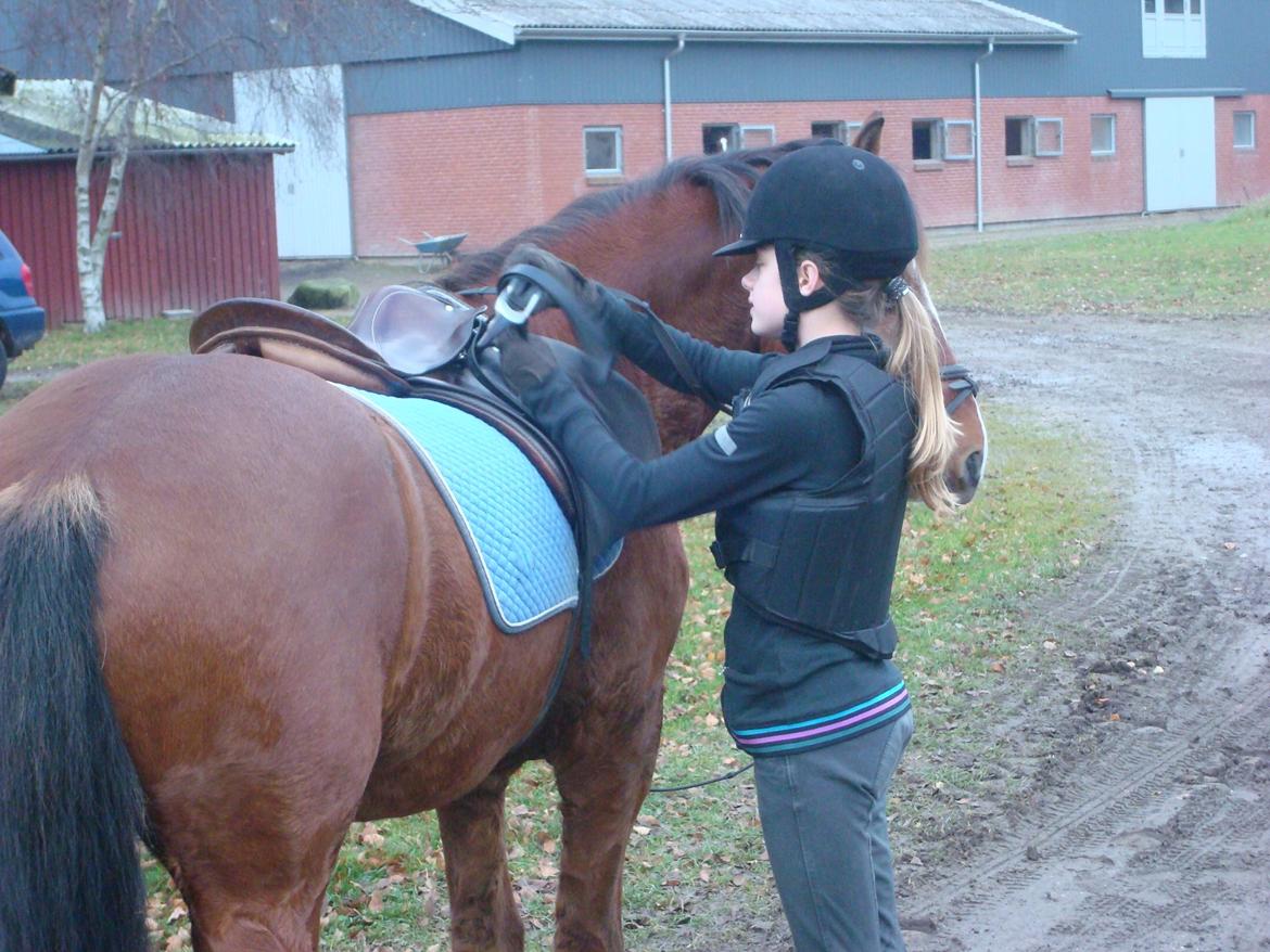 Anden særlig race Midnight billede 2