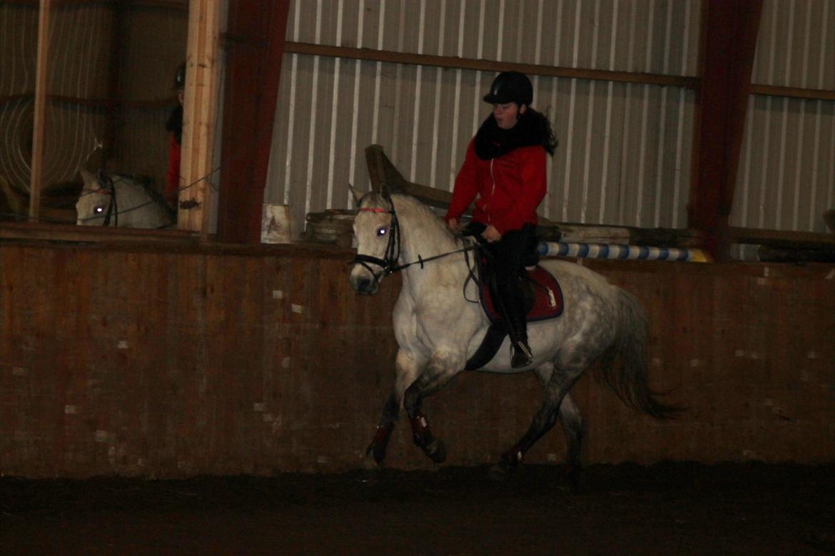 Welsh Pony (sec B) Bjerregård's Manja<3 (MullePiien)<3 - Galoooooop :D[SSP PHOTO]  billede 18