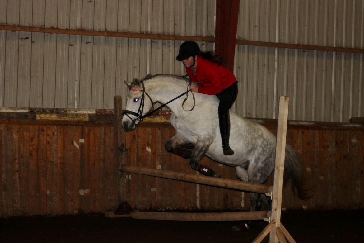 Welsh Pony (sec B) Bjerregård's Manja<3 (MullePiien)<3 - Spring uden sadle 75 cm den 25/11<3 [SSP PHOTO] billede 19
