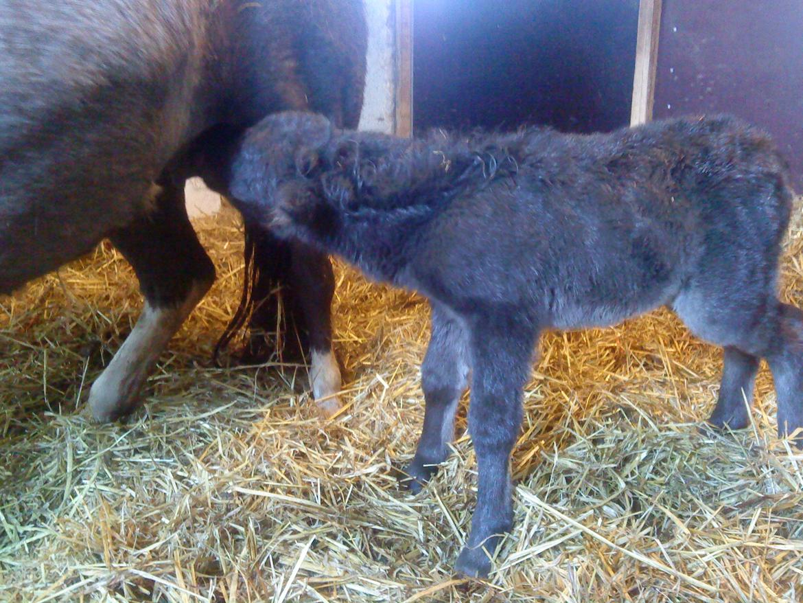 Anden særlig race Evelina - Nam, nam.. Evelina den første morgen:-) billede 2