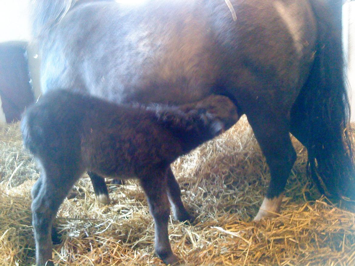 Anden særlig race Evelina billede 3