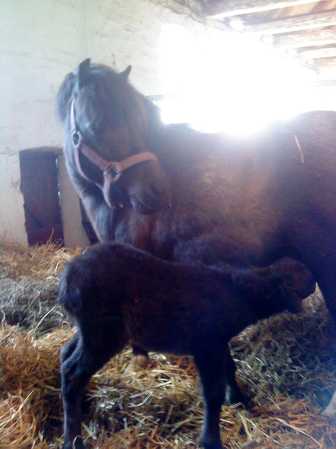 Anden særlig race Evelina - Den stolte mor med sin nye datter, som hun bragte til verden helt uden hjælp! billede 4