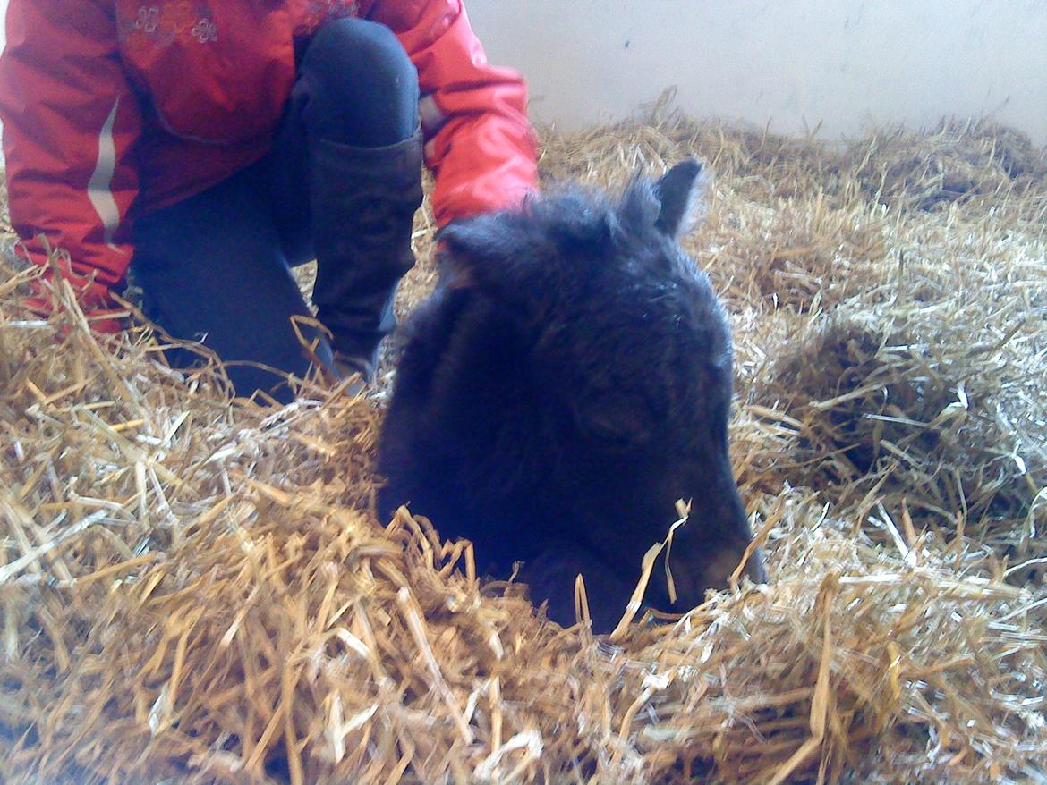 Anden særlig race Evelina - Det kan altså være trættene med al den opmærksomhed! billede 5