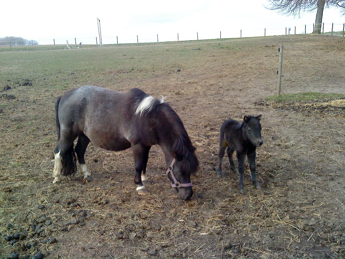 Anden særlig race Evelina - Første tur på folden! billede 6