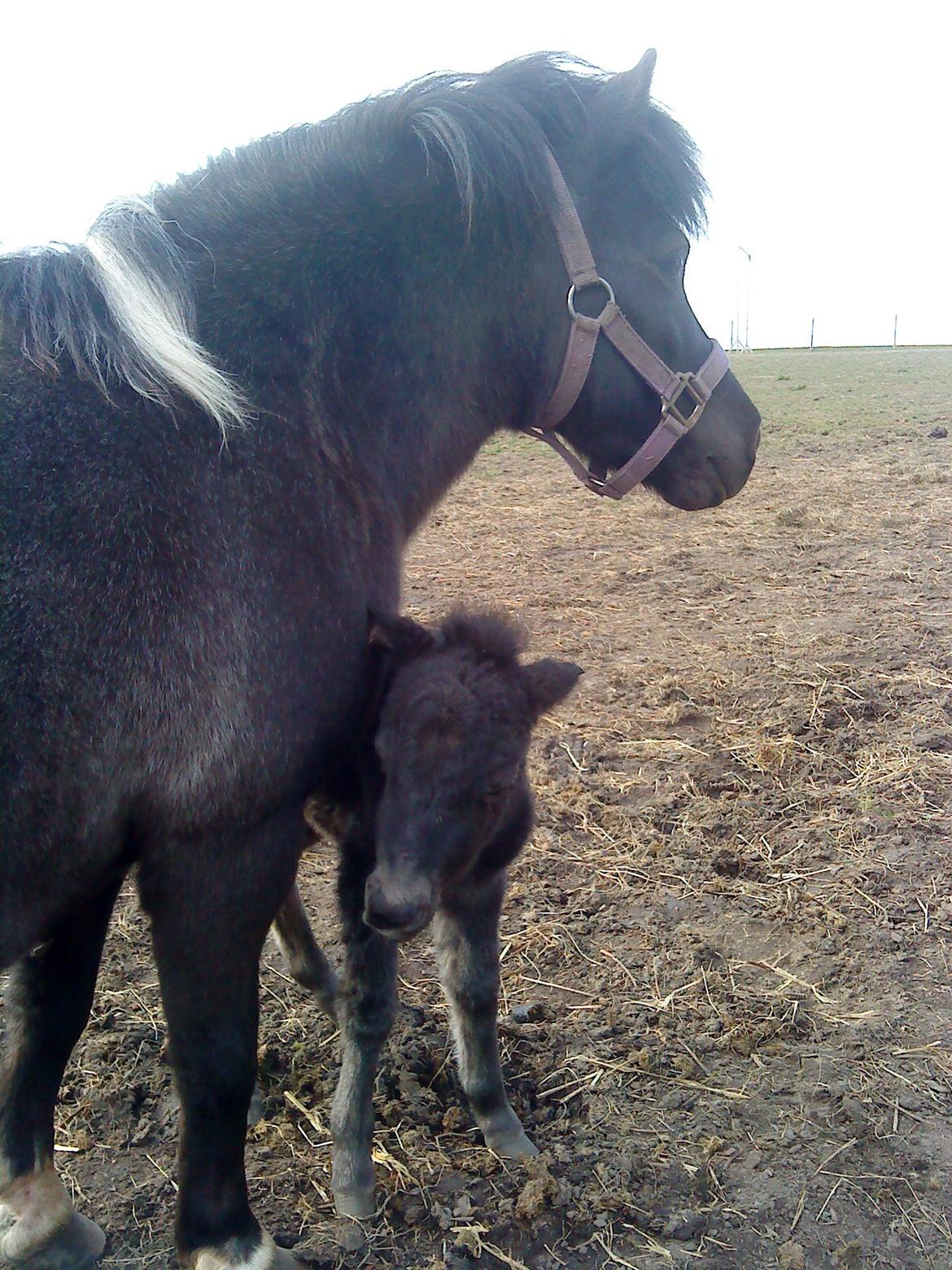 Anden særlig race Evelina - "Du passer da på mig, ikke mor?" billede 7