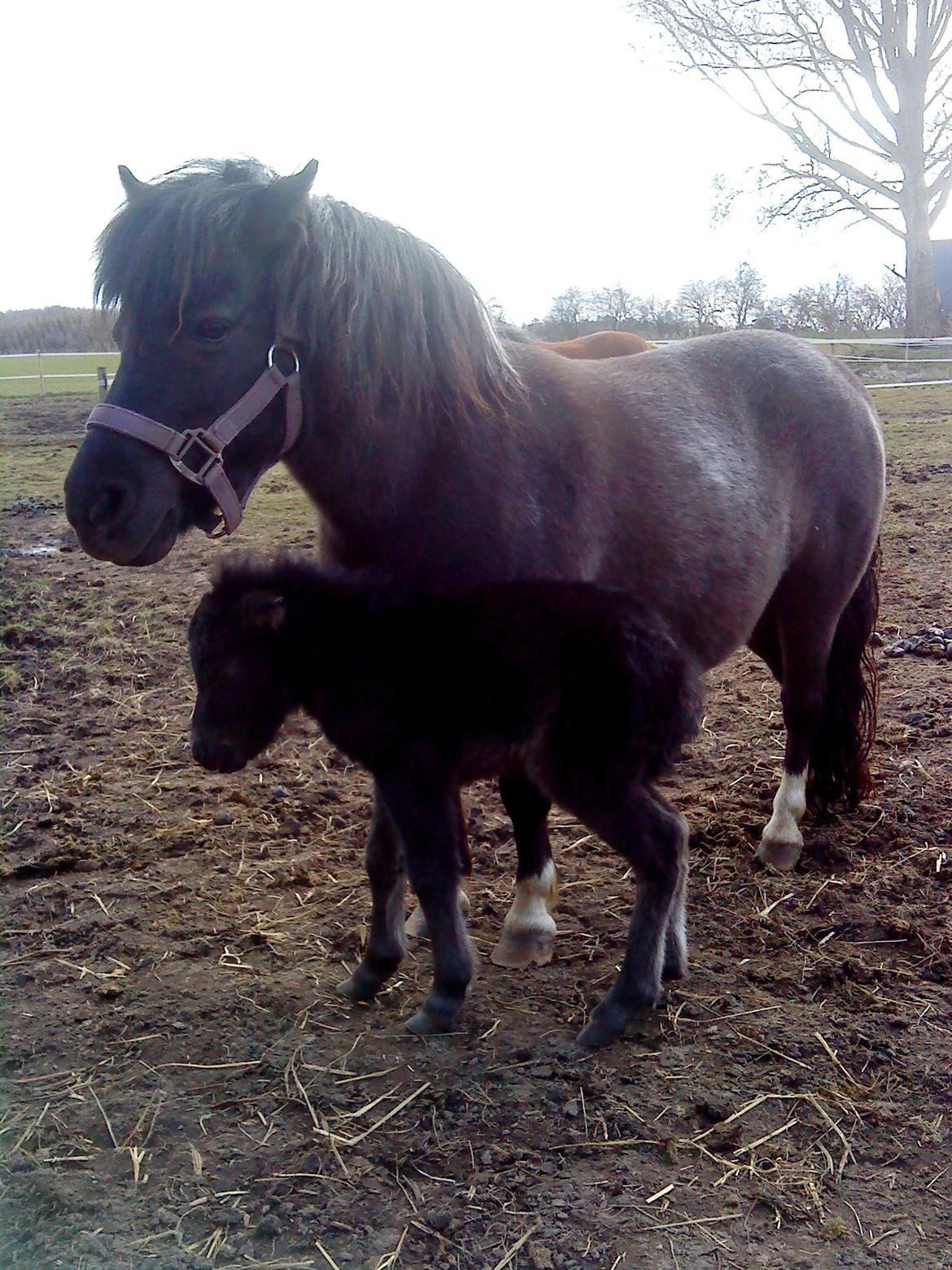 Anden særlig race Evelina - "Bliv lige her, Evelina!" billede 8
