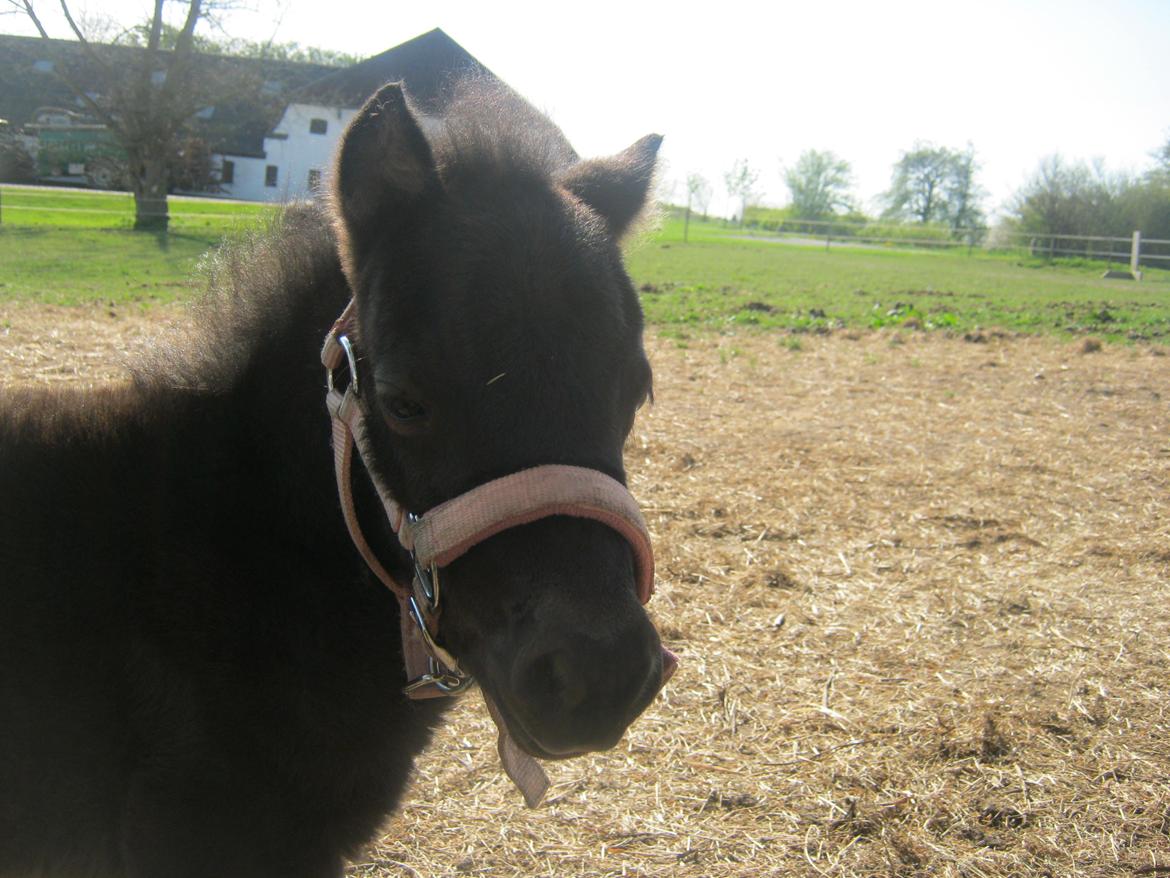 Anden særlig race Evelina billede 10
