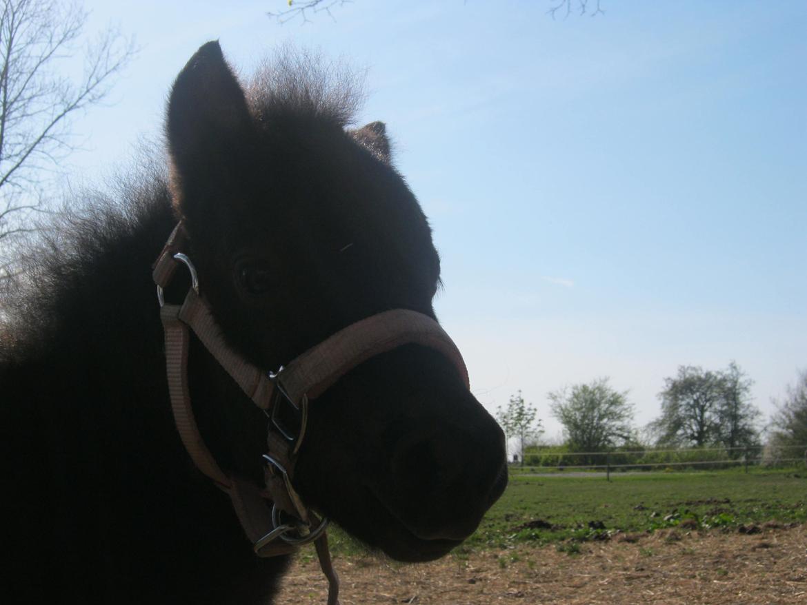 Anden særlig race Evelina billede 11