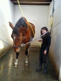 Dansk Varmblod Zaltos billede 2