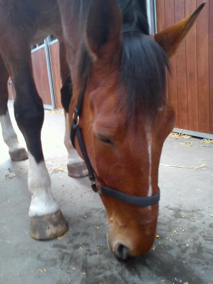 Dansk Varmblod Zaltos billede 3