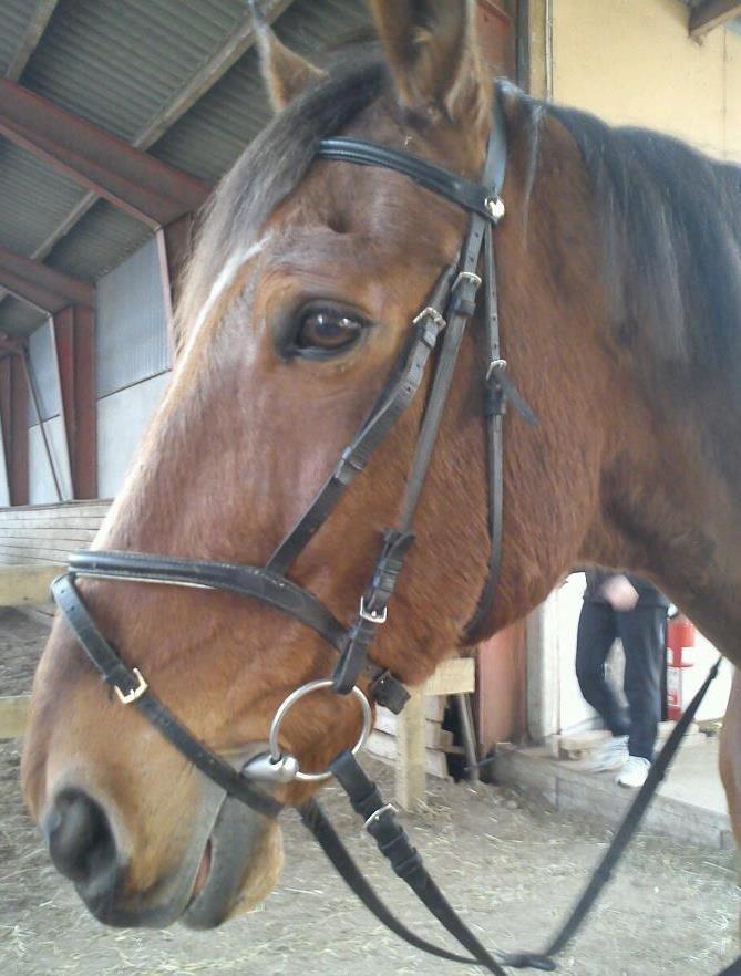 Dansk Varmblod Zaltos billede 4