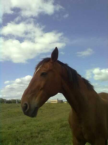 Dansk Varmblod Zaltos billede 5