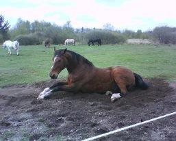 Dansk Varmblod Zaltos billede 7