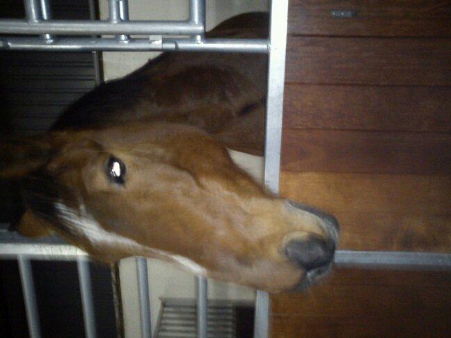 Dansk Varmblod Zaltos billede 8