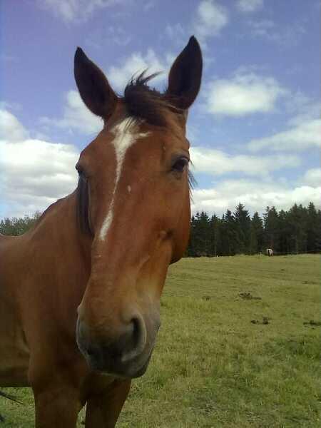 Dansk Varmblod Zaltos billede 9