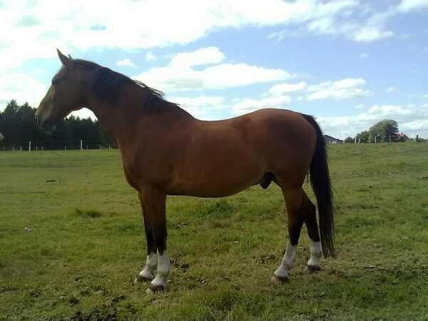 Dansk Varmblod Zaltos billede 10