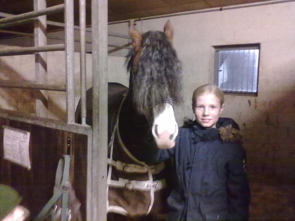 Welsh Pony (sec B) BARNHOEVE´S ARTHUR *A-PONY* billede 2