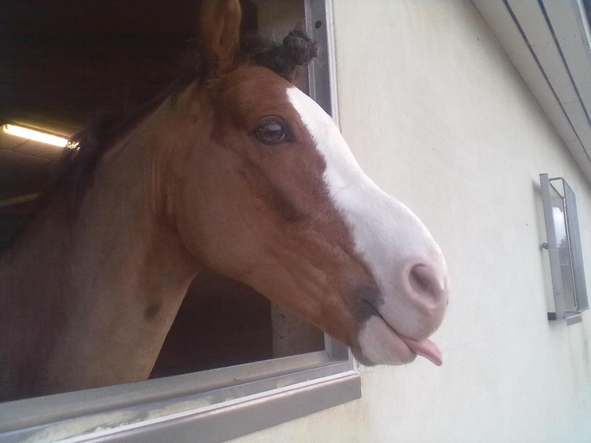 Welsh Pony (sec B) BARNHOEVE´S ARTHUR *A-PONY* billede 4