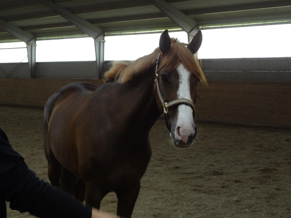 Anden særlig race Bjerregårds Bailey - Yndlings pony!<3 billede 2
