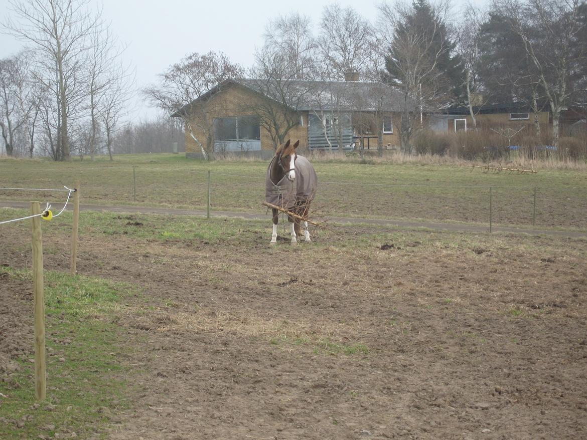 Anden særlig race Bjerregårds Bailey - Verdens dejligste pony, der spiser juletræer!:-) billede 12