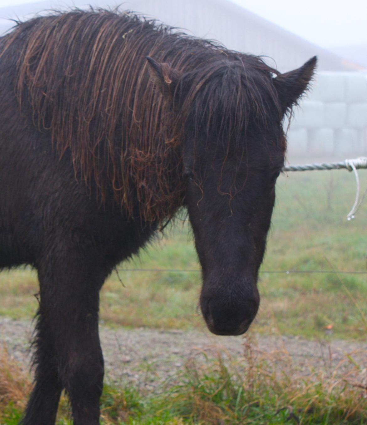Islænder Dúfa fra Tyrvoldsdal - Hun er så sød og altid glad for at nusse! ^^ billede 11