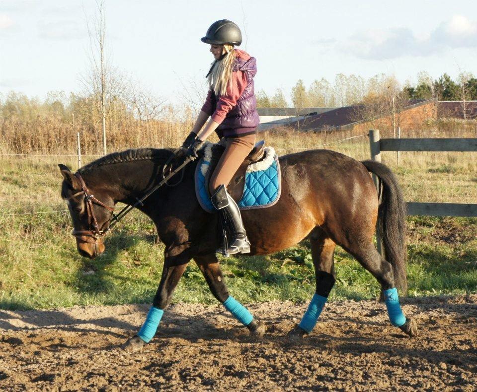 Anden særlig race Bakkegårdens Playboy - I kan sige hvad i vil.. Ham den tykke kan sagtens gå pænt! Det kræver bare den rette rytter og tålmodigheden til det :D *foto Christine eller Charlotte* [28 oktober 2012] billede 12