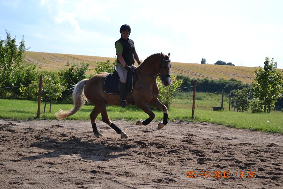 Welsh Cob (sec D) Shaitan billede 19