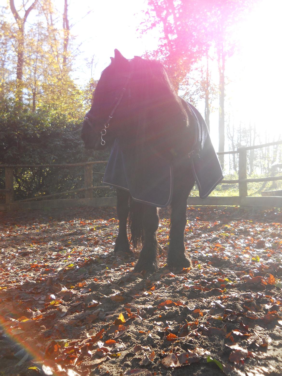 Fell pony Lunesdale Battle Cry (Hr. skæg) - En stædig og ustyrlig pony ser så forbanede lækker ud :D For det er lige hvad du er!:D billede 2