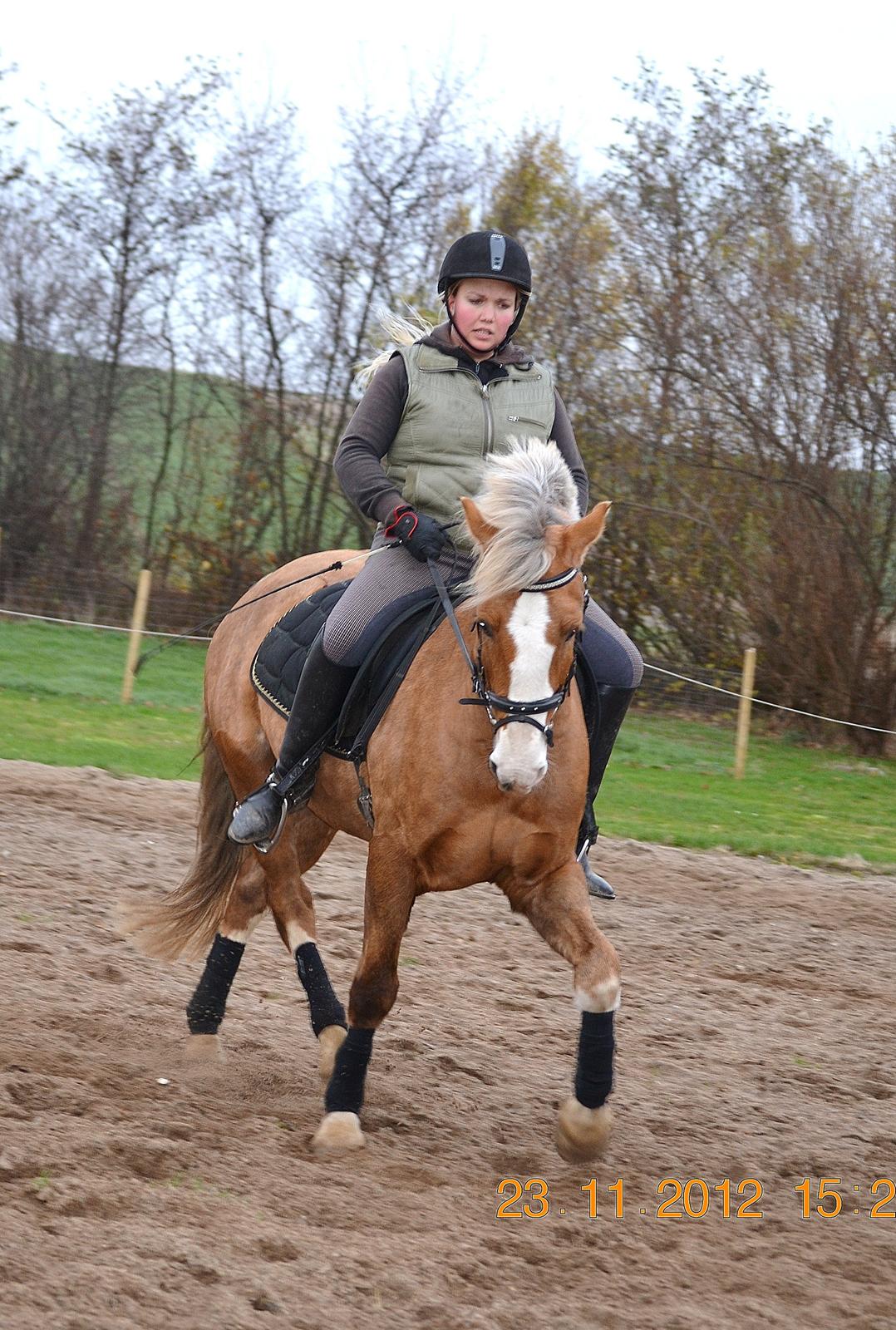 Welsh Cob (sec D) Shaitan billede 4