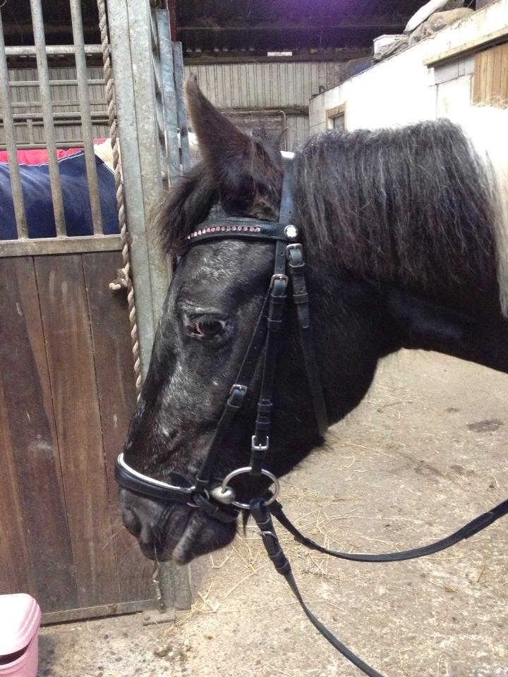 Anden særlig race Wictoria af Bakkebo billede 3