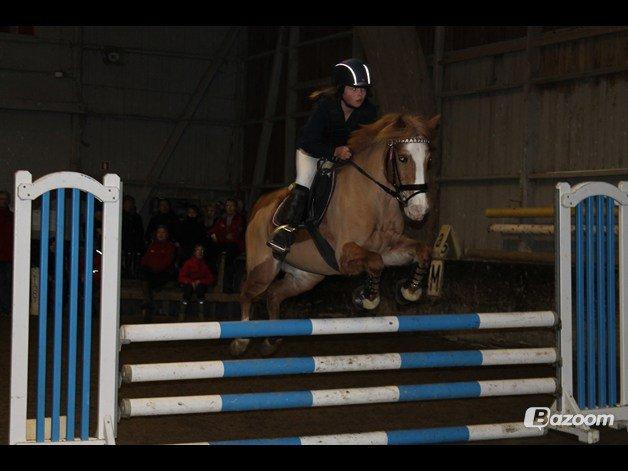 New Forest Super Mulle<3<3<3 - Mit fjæs..lol:) Men Mulle er dejlig!<3 Taget af Anja K.H billede 5