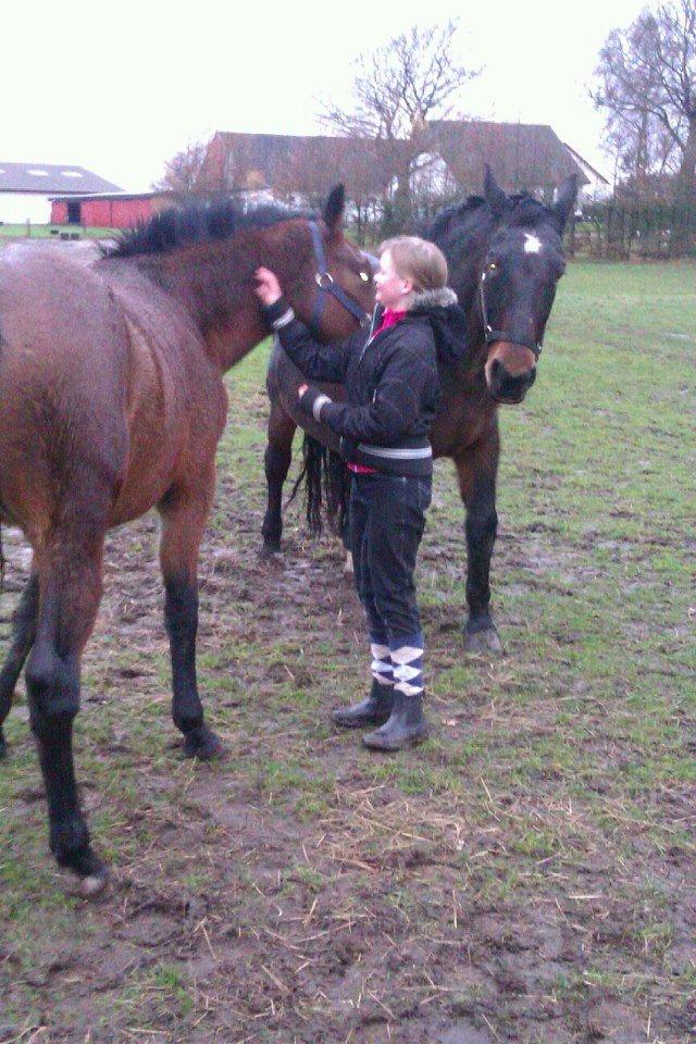 Oldenborg Valinka - Mys til dig tøssen! ♥ billede 2