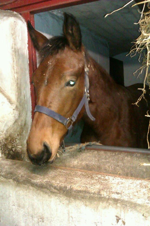 Oldenborg Valinka - Et gammelt billede af hende, da jeg så hende for første gang billede 4