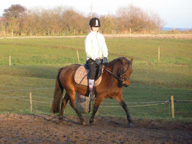 Welsh Pony (sec B) Skovbjergs Zenea - Dressur på hende den bedste. billede 16