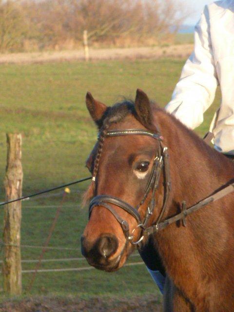 Welsh Pony (sec B) Skovbjergs Zenea - Smukke! billede 17