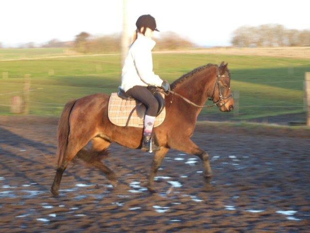 Welsh Pony (sec B) Skovbjergs Zenea - I en lækker øgning :') billede 4