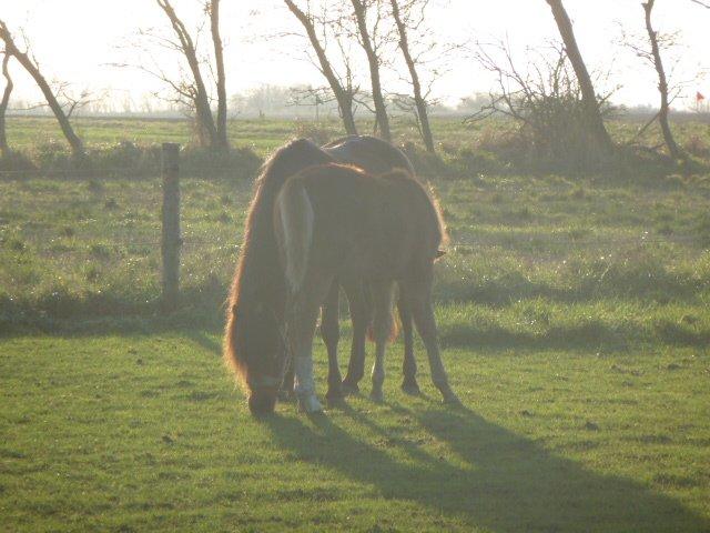 Welsh Pony (sec B) Skovbjergs Zenea - Zemi m. hendes føl Stromberg billede 18