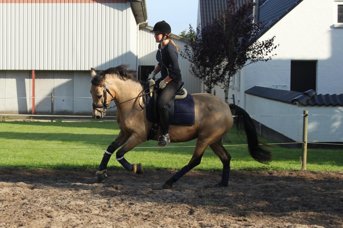 Anden særlig race Assenhøj's Bellezza billede 16