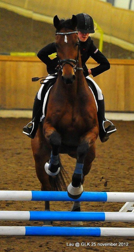 Trakehner  Klosterhedens why not (Notti) <3 - Notti's første spring stævne i hele hans liv <3 det gik super godt 50 cm <3 han er bare en engel <3 billede 9