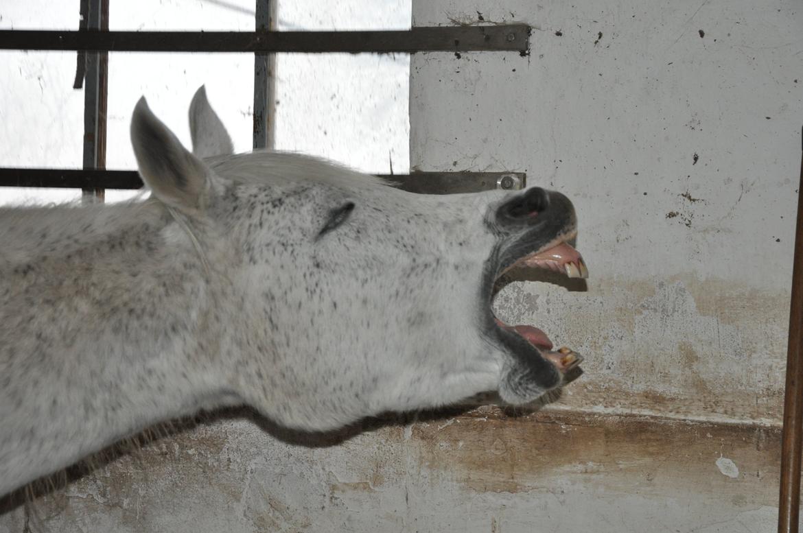 Arabisk fuldblod (OX) Bahia Blanca - At savne er at have en knude i hjertet, som kun den man savner kan løse billede 2