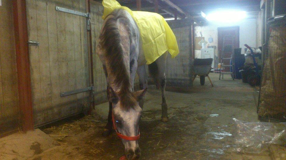 Knabstrupper fantexzo ( tidligere hest) - første gang med plastik på ryggen billede 1