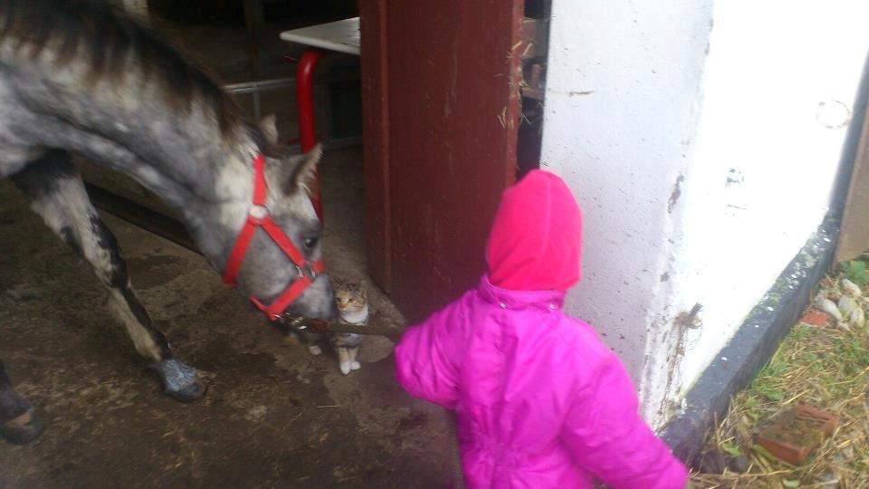 Knabstrupper fantexzo ( tidligere hest) - min datter og fanta billede 2