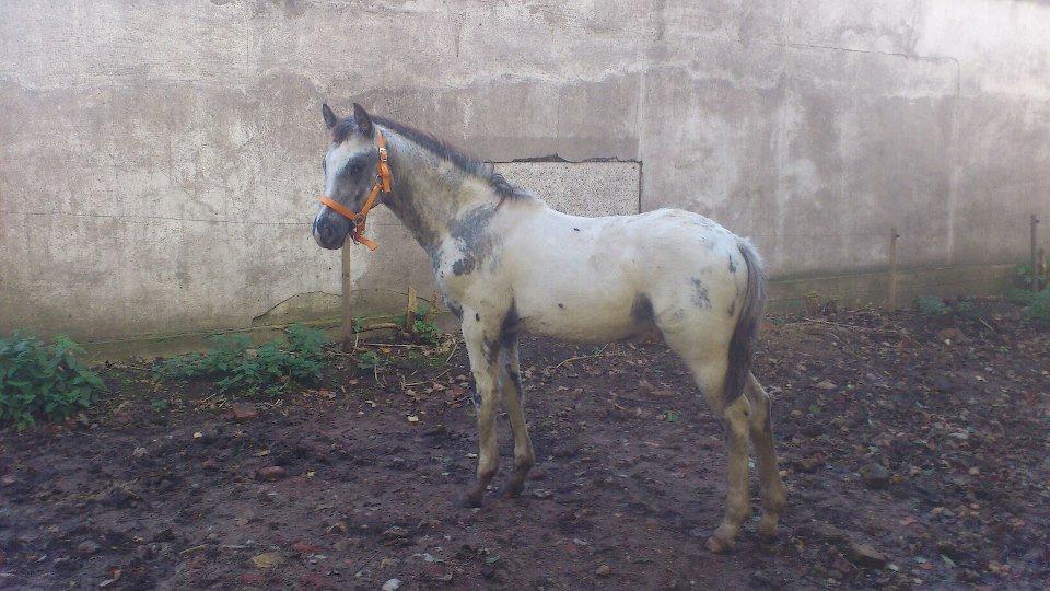 Knabstrupper fantexzo ( tidligere hest) billede 3