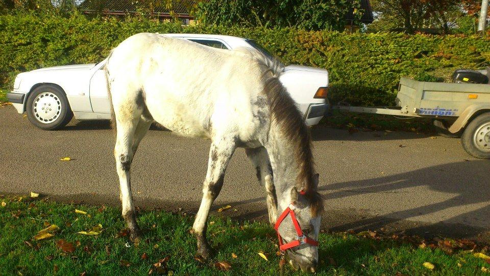 Knabstrupper fantexzo ( tidligere hest) - på tur, bil med larmende trailer kører forbi billede 4
