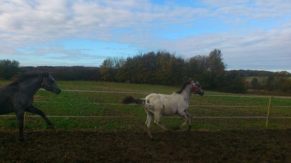 Knabstrupper fantexzo ( tidligere hest) - smukke fanta <3 billede 5