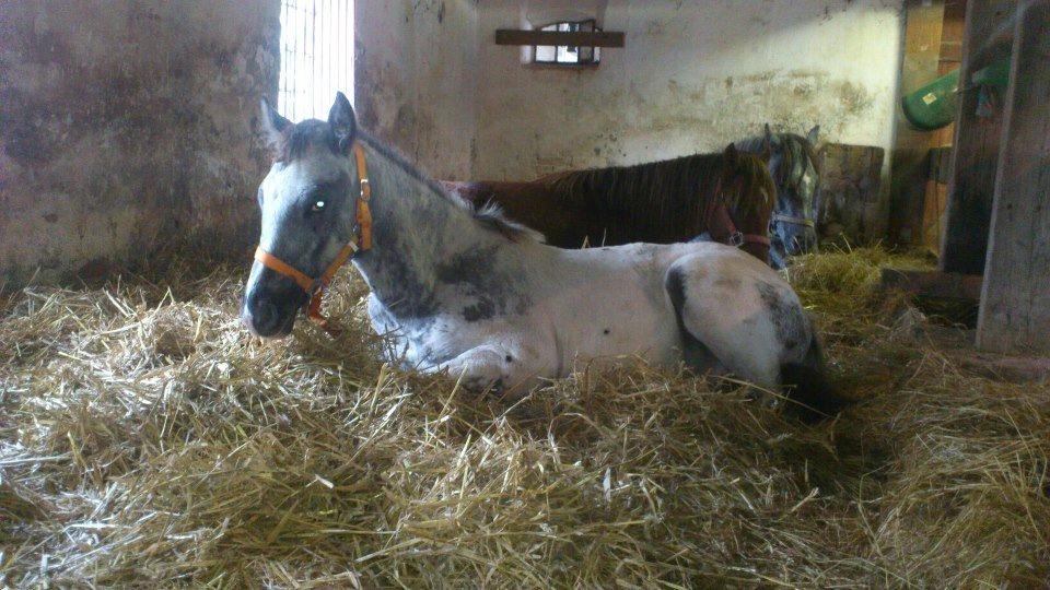 Knabstrupper fantexzo ( tidligere hest) - træt fante sammen med hingstene billede 6