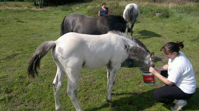 Knabstrupper fantexzo ( tidligere hest) - første gang jeg så ham billede 7